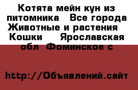 Котята мейн-кун из питомника - Все города Животные и растения » Кошки   . Ярославская обл.,Фоминское с.